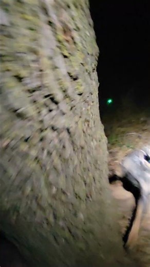 Do coon hunters kill coon? Very rarely. Just a few each year for conservation. Raccoon hunting