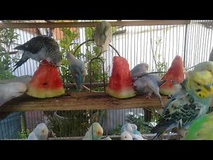 Budgerigar Care 101 Tips for a Happy and Healthy Bird