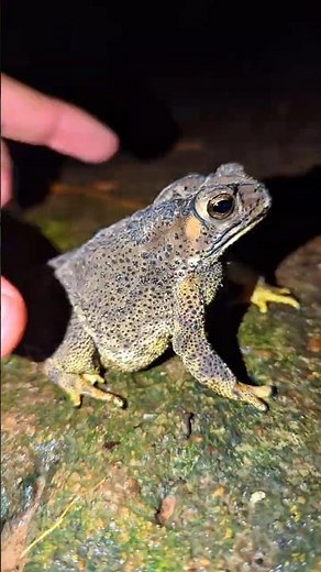 Bullfrog Funny Boing | Catching a frog wants to laugh | Bonk Bonk the frogs funny | frogs funny