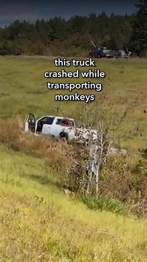 these monkeys should’ve never been on that truck in the first place 🥺. after the crash, 3 are still missing and 5 were shot to death 💔 help stop the monkey experimentation industry by texting NPRC to 30933 now! Terms for automated texts/calls from peta2: peta.vg/txt. Text STOP to end, HELP for more info. Msg/data rates may apply. U.S. only. | peta2