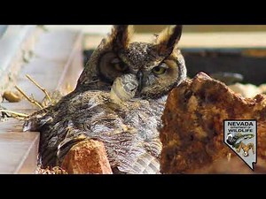 Owls Sienna and Jina are hatching their eggs on Reno live cam