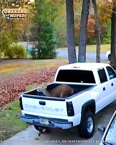 79K views · 58 reactions | Nature’s Comedians 藍 Crazy Animal Fails You Won’t Believe! | Obakeng Wa Mopedi | Facebook