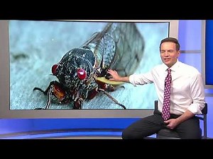 Cicadas 2024: When the Illinois double brood emergence is expected to start