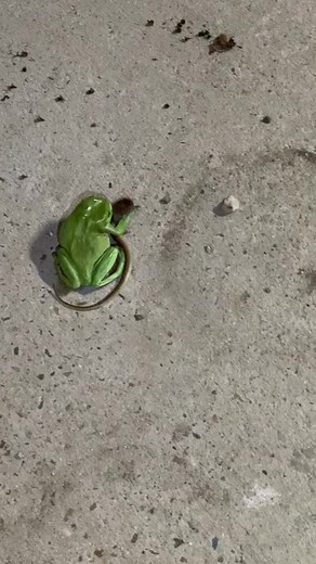 Green tree frog eating a juvenile brown snake.