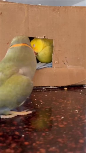 I’ve had a few requests to recap the story of Tinkerbell and Blue, so here is their story 💙💛 #love #truelove #loss #grief #birdsofinstagram #parrotsofinstagram #talkingbird #talkingparrot #cuteanimals #funnyanimals #couple #couplegoals #lifeafterloss | Beakybeaker