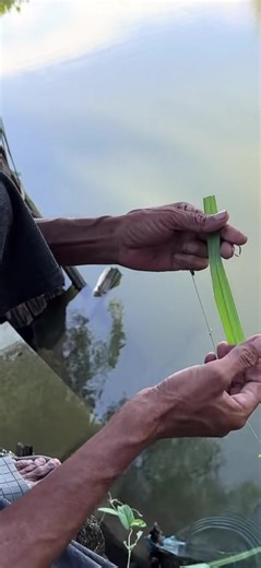 Fishing Grass Carp with Grass Leaves