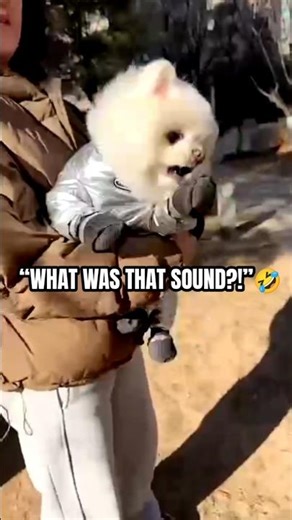 “Dog Makes the Weirdest Noise 😂” #funny #dogshorts