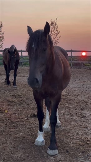 Triple C Farm on TikTok