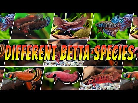 Types of Different Betta Species - Top 10 Rare & Common Aquarium Betta Fish