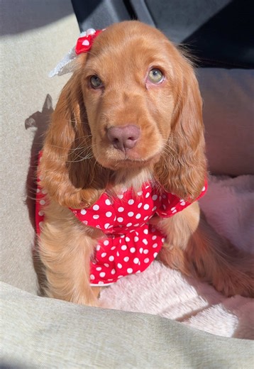Cocker Spaniel Puppies: The Purest Form of Love