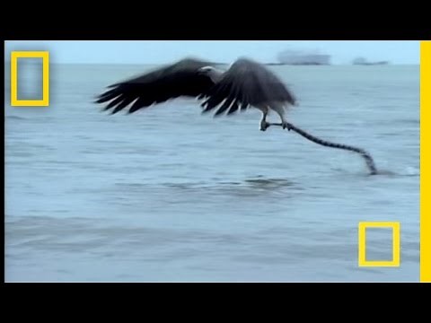 Eagle vs. Sea Snake | National Geographic