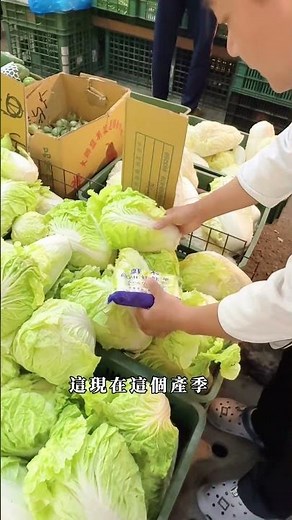 ❗️大白菜你買對了嗎？🥬 主廚教你一眼分辨品種差異 ✨ #大白菜 #食材小知識 #品種辨別 #買菜技巧 #廚房日常 #👉 #國宴主廚溫國智