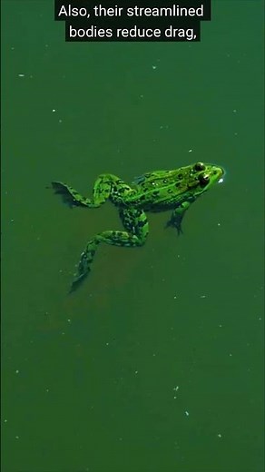 How does a frog swim?
