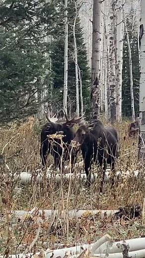 Moose’s mating call