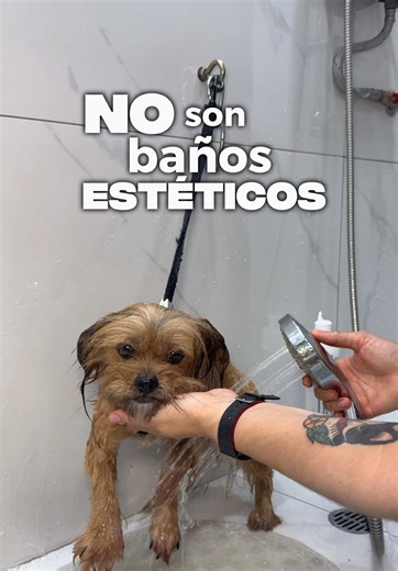 Baños Medicados para Perros: Cuidados Esenciales
