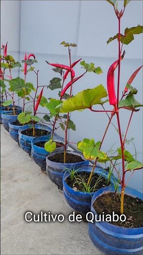 Growing Okra in Pots: A Simple and Productive Step-by-Step Guide