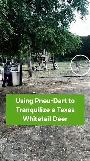 Using Pneu-Dart to Tranquilize a Texas Whitetail Deer