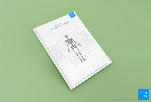 Learn the bones of the body with skeletal system quizzes