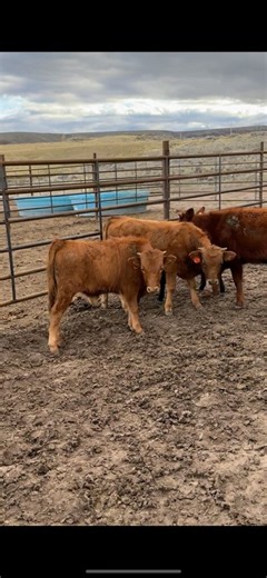 2 Potential Ropers | Cattle | KSL Classifieds
