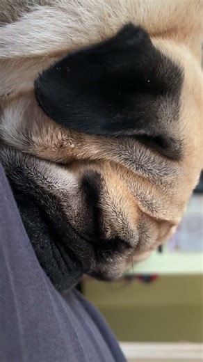 Pug life 🧿in cinematic show