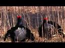 Black Grouse Lek