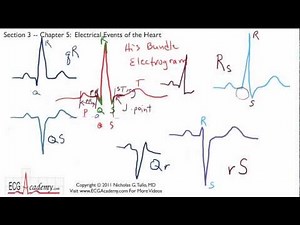 ECG Interpretation, Electrical Events Of The Heart, Part 3-5 • Video • MEDtube.net