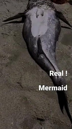 Real Mermaid Found In Mombasa Kenya