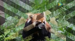 卧龙自然保护区