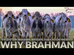 WHY BRAHMAN | Bred In America Since 1885