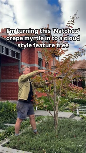 CREPE MYRTLE CLOUD TREE - with a little work & skill you can turn just about any tree into a gorgeous cloud style tree… guaranteed to make an eye catching statement in every garden. Best trees to work on are crepe myrtle trees of course, but also Japanese maple, luma, hornbeam, crabapple, Osmanthus and many conifers. #cloudtree #andrewstarkgardens #andrewstarkgardendesign #pruning #featuretree | Andrew Stark. Garden Design