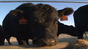 Beefing up exports | CNN