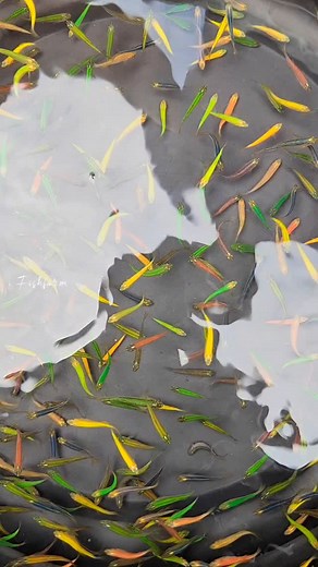 AngelWingsfishFarmofficial on Instagram: "😍 kidilan zeebra fish 🤙😊👉6238877401"