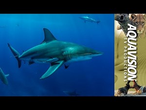 Requiem sharks of the Indian Ocean | HD Stock Footage