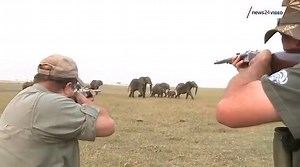 The hunt did not go well, the hunters were chased by a herd of elephants (Video)