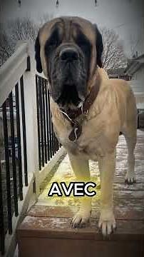 Les 5 plus grandes races de chiens au monde - Numéro 1 : les très grands chiens 🤯