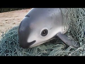 10 Most ENDANGERED Animals on Earth 😢
