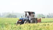 Indian farmer driving tractor in agriculture wheat field in sunny...