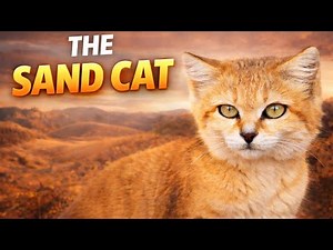 Sand Cat: The Cutest Wild Cat You’ve Never Seen! 🏜️🐱