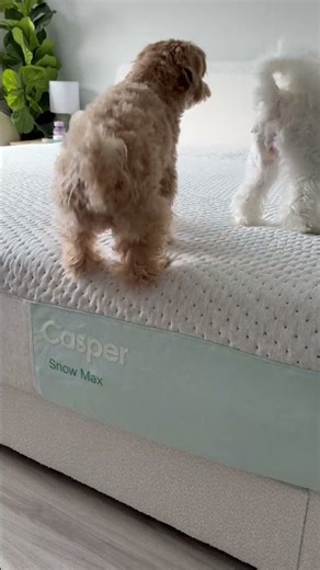 Casper Mattresses