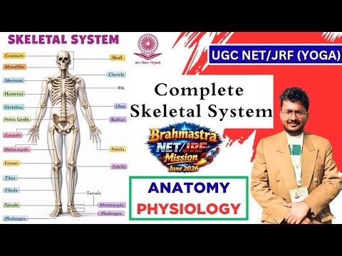 Skeletal System || Anatomy & physiology || UGC NET/JRF #skeletalsystem #bones #anatomy #yoga