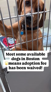 196K views · 3.6K reactions | Our Boston Adoption Center is located at 350 S. Huntington Ave in JP. The fee waived event for adult dogs runs until Sunday 8/24. For a full list of available dogs, visit mspca.org/adoptadog | MSPCA-Angell | Facebook