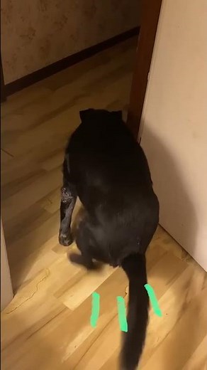 Is this the longest dog fart you've ever heard? 😂 That's like an 18 second fart! #dogs #funny