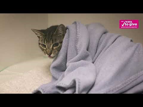 Cat v-gel® Advanced - instruction for use