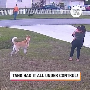 44M views · 505K reactions | This heroic dog saved this boy from a nearby charging dog  | Lessons Learned In Life | Facebook