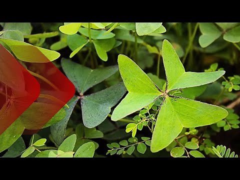 Oxalis: Know some edible species