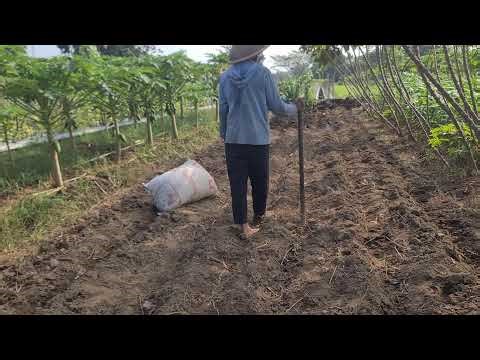 Techniques for Digging Holes in Fields for Planting Seeds — Agriculture Farming