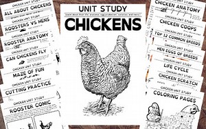 Chicken Unit Study -Dyslexia Font