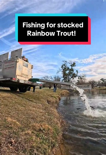 Fishing for Stocked Rainbow Trout: Tips and Techniques