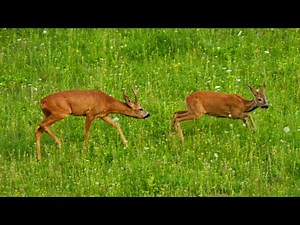 Roe Deer Rut ~ Rutting Roebuck Pursuing a Doe Across the Meadow