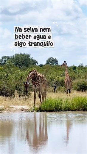 Foi exatamente assim que sonhei em ver uma girafa no safari do Kruger, na África do Sul 🦒 #safari